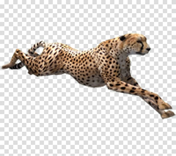 Cheetah Zoo Tycoon 2, Running cheetah transparent background PNG clipart