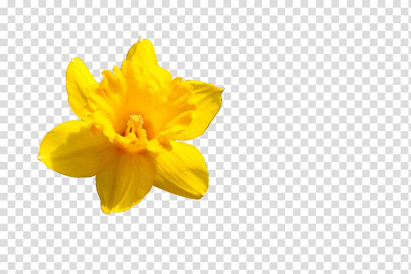 Narcissus pseudonarcissus Flower Petal Amaryllis, Narcissus transparent background PNG clipart