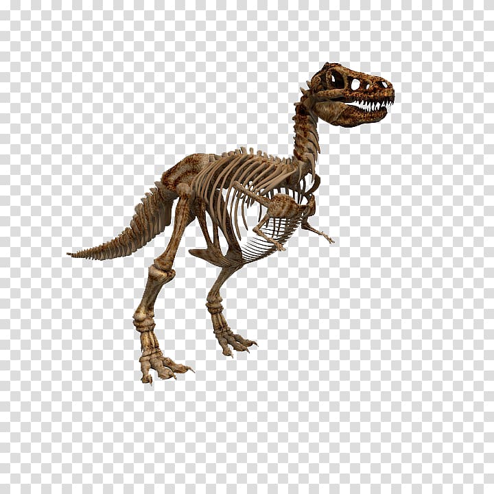 Tyrannosaurus Dinosaur Fossil graphics .xchng, dinosaur transparent background PNG clipart