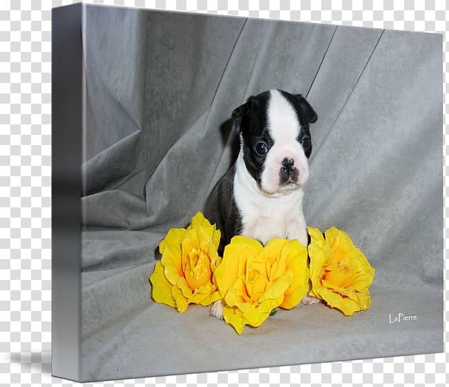 Boston Terrier Puppy Dog breed Non-sporting group, puppy transparent background PNG clipart