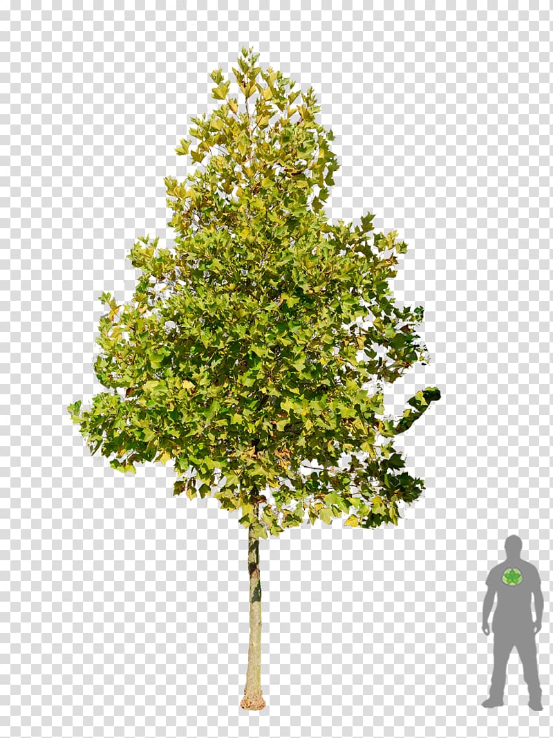 Tree London plane Salix fragilis American sycamore American sweetgum, hedge shrub transparent background PNG clipart