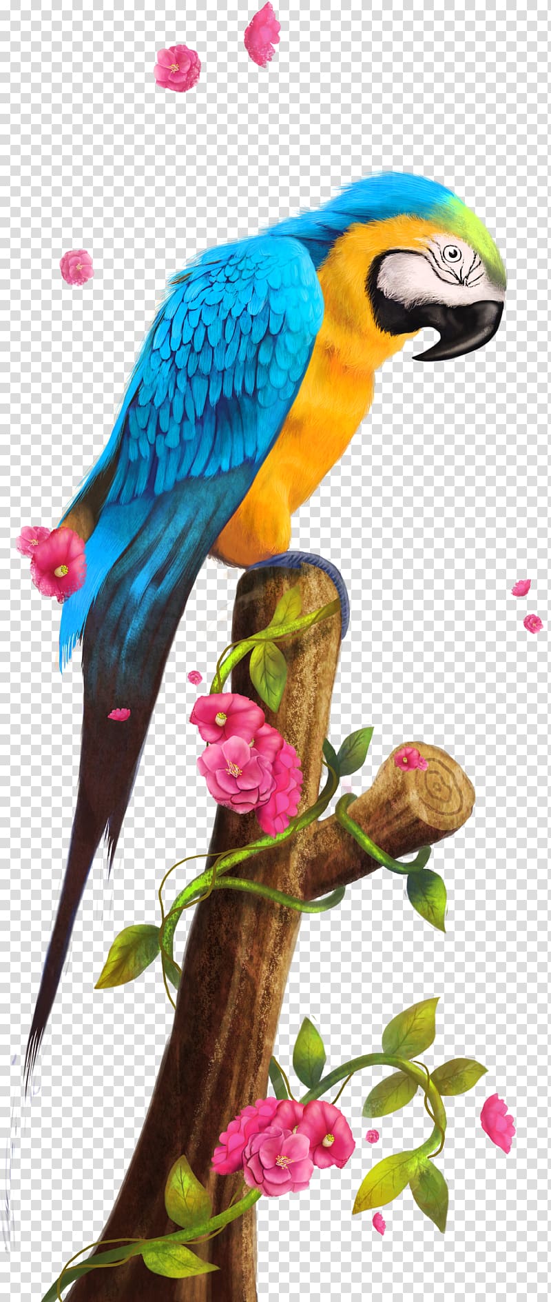 parrot,bako transparent background PNG clipart