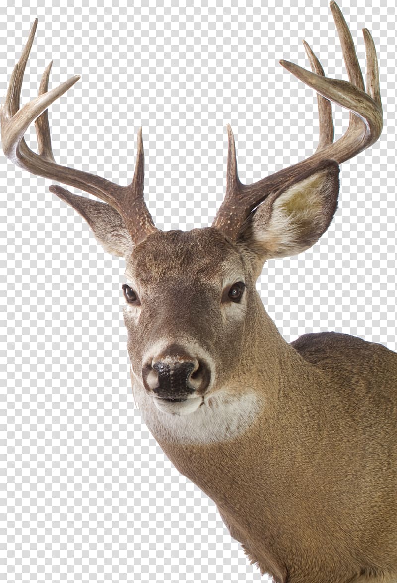 White-tailed deer Red deer Elk Gray wolf, deer antlers transparent background PNG clipart