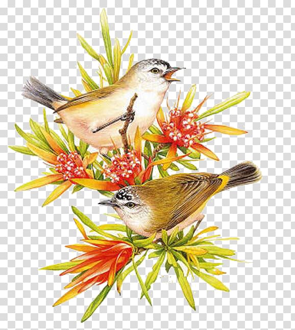 Australia Bird Painting Art, sparrow transparent background PNG clipart