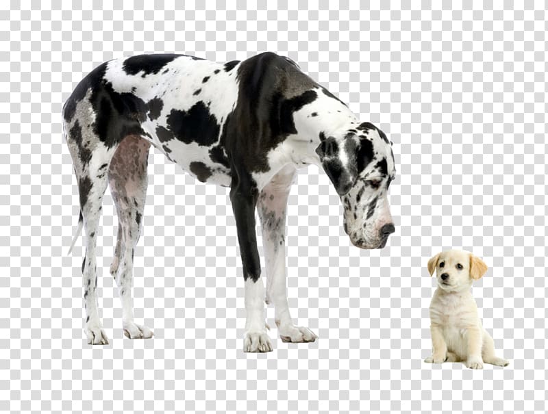 Great Dane Puppy Chihuahua Desktop Dog breed, puppy transparent background PNG clipart