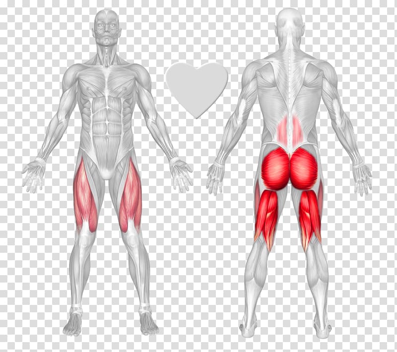 Exercise Erector spinae muscles Weight training Hyperextension Rectus abdominis muscle, Dumbbell Calf Raises transparent background PNG clipart