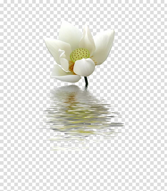 Nelumbo nucifera White Pygmy water-lily Green, background chinese wind transparent background PNG clipart