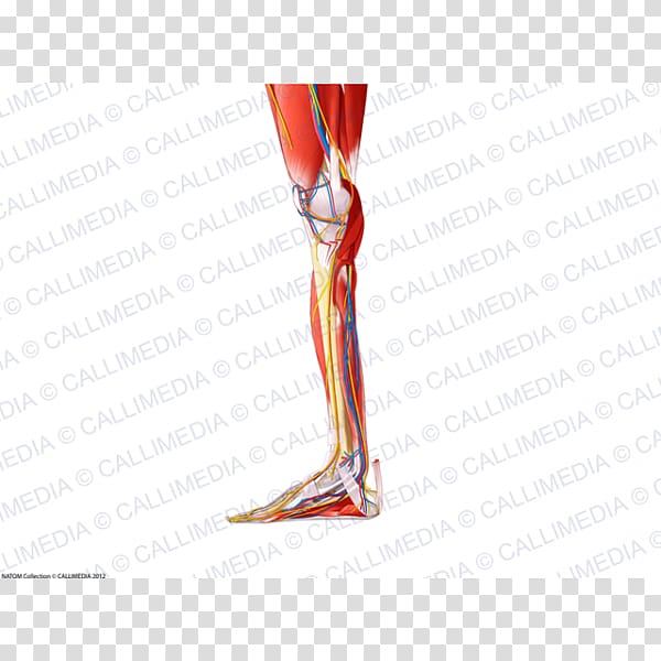 Knee Human leg Muscle Limb Human anatomy, others transparent background PNG clipart