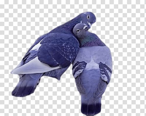 two rock pigeons, Lovely Pigeons transparent background PNG clipart