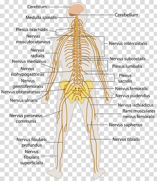 Central nervous system Human body Anatomy Peripheral nervous system, Brain transparent background PNG clipart