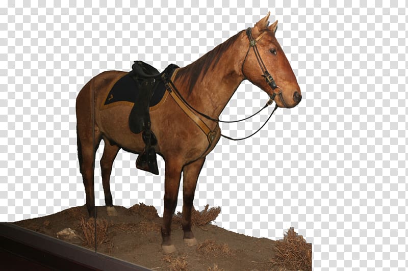 Mare Bridle Mustang Stallion Rein, custer battlefield transparent background PNG clipart