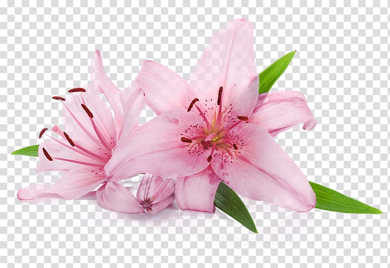 pink lilies in bloom, Flower Lilium \'Stargazer\' Free Tiger lily, flor transparent background PNG clipart