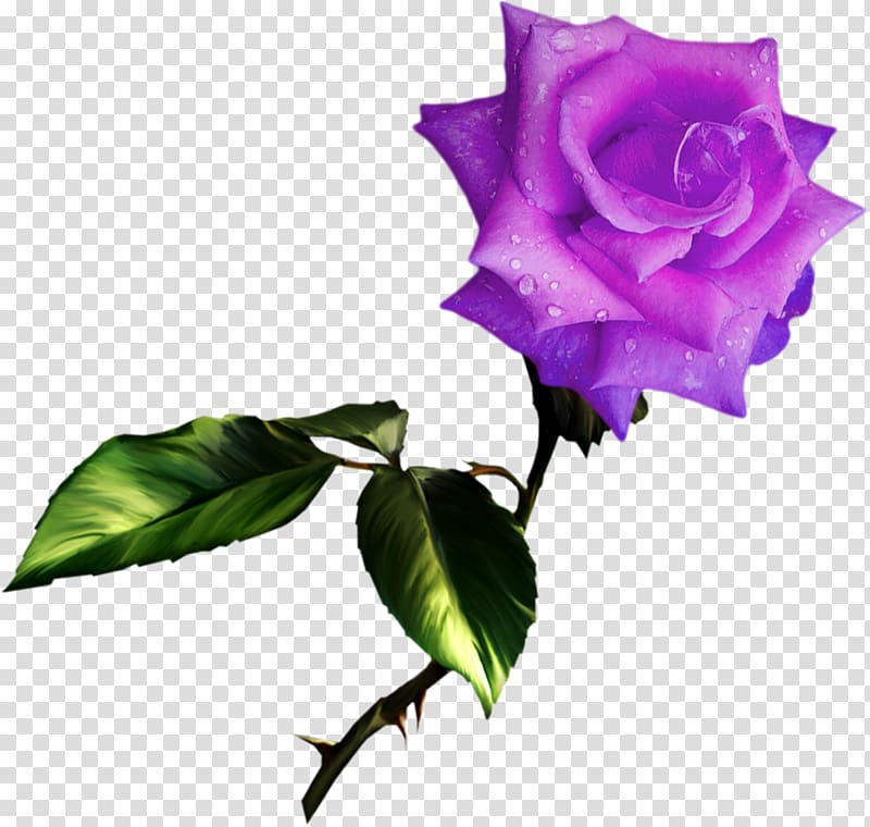 Best Roses , rose transparent background PNG clipart