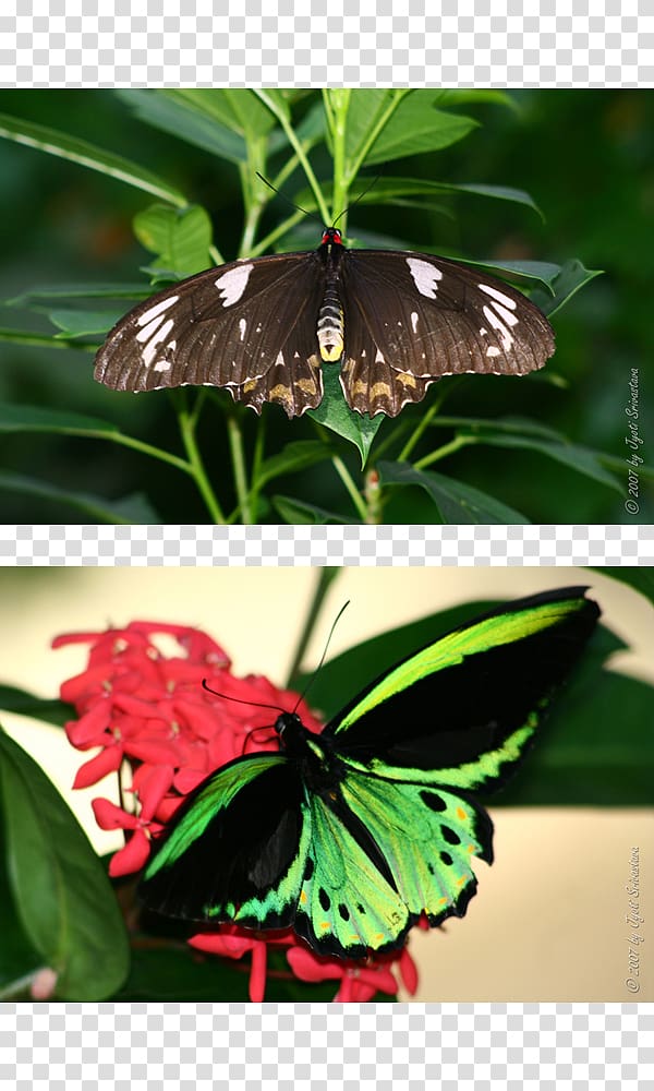 Butterfly Color Pigment Peggy Notebaert Nature Museum Moth, butterfly transparent background PNG clipart