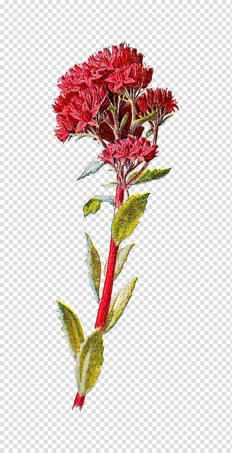 Wildflower Sedum telephium, botanical transparent background PNG clipart