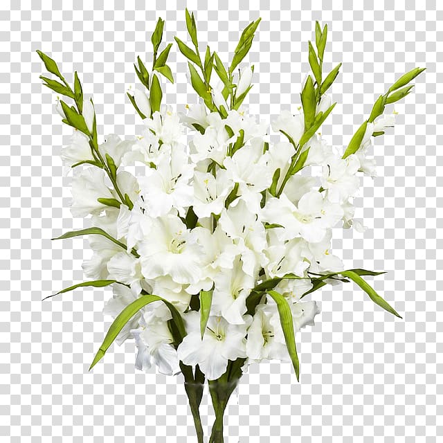 Floral design Flower bouquet Gladiolus White, gladiolus transparent background PNG clipart