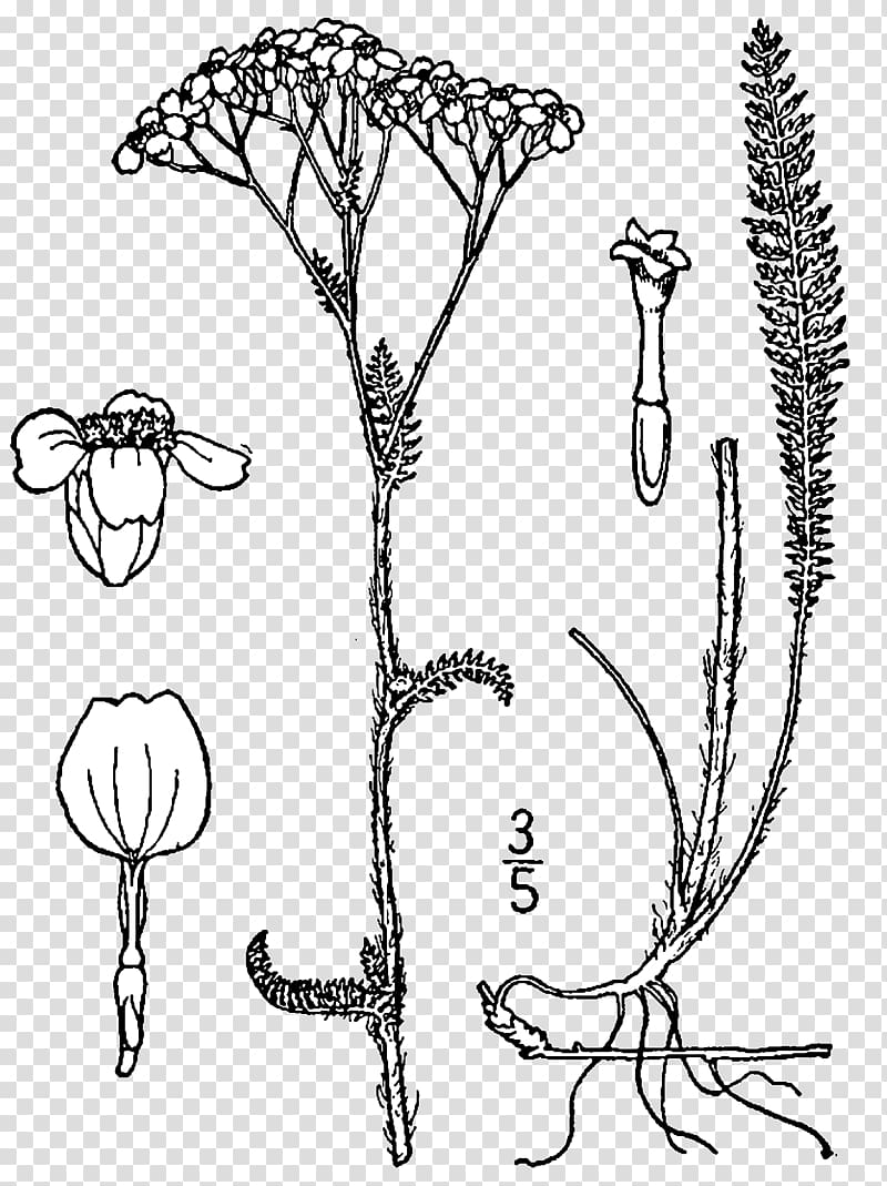 Yarrow Drawing Rhizome Plant Botanical illustration, drawing transparent background PNG clipart