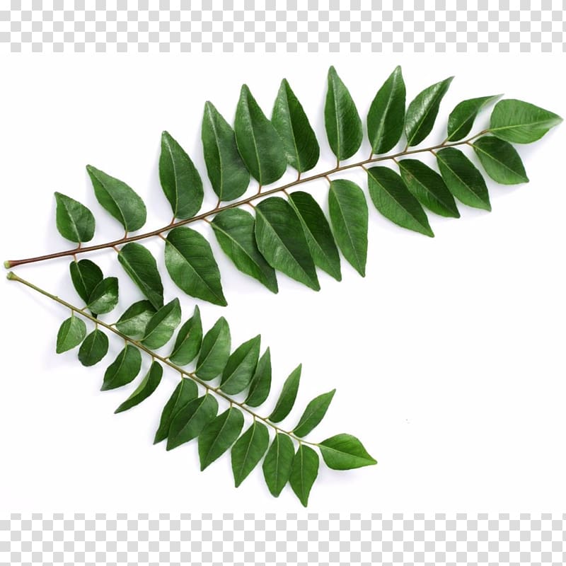 Curry tree Leaf Sri Lankan cuisine Health Indian cuisine, moringa transparent background PNG clipart