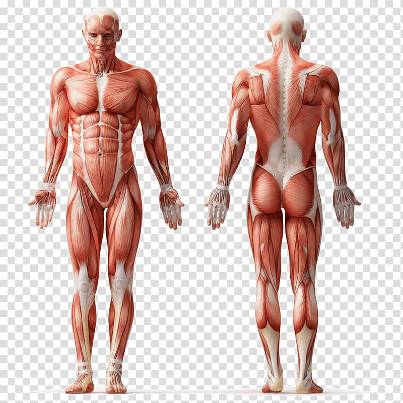 human physiology, Human anatomy Muscle Human body Muscular system, muscle transparent background PNG clipart