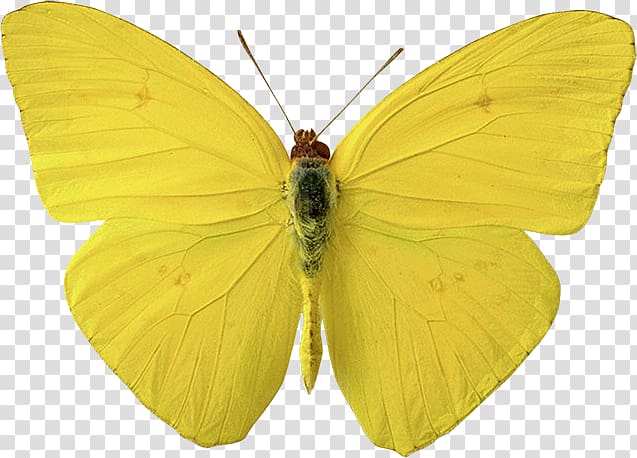 Butterfly Brush-footed butterflies Moth Gossamer-winged butterflies Yellow, butterfly transparent background PNG clipart