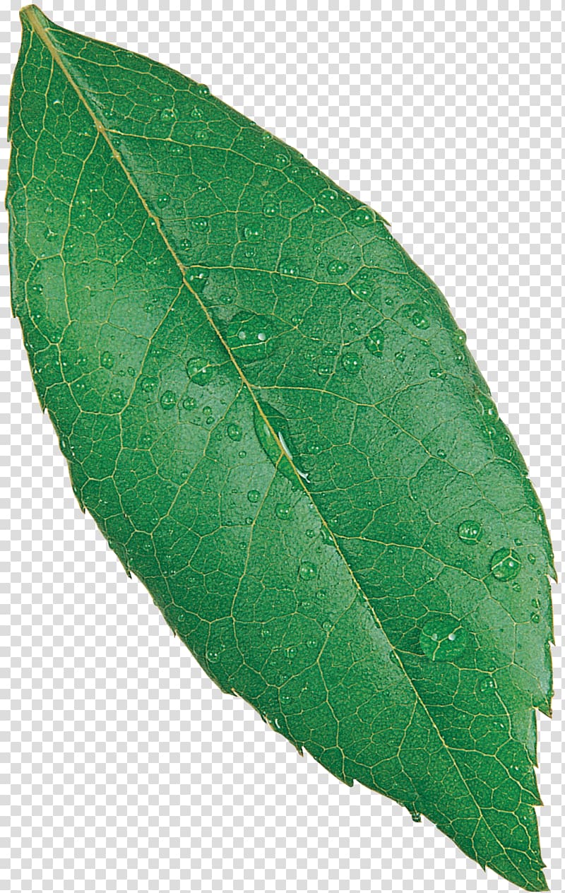 Plant pathology Leaf, green leaves transparent background PNG clipart