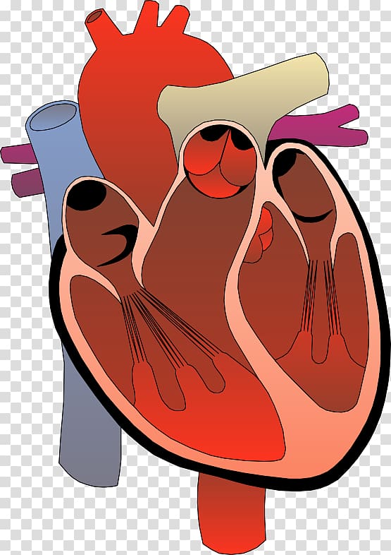 Heart Anatomy Diagram Circulatory system , Hope Heart transparent background PNG clipart