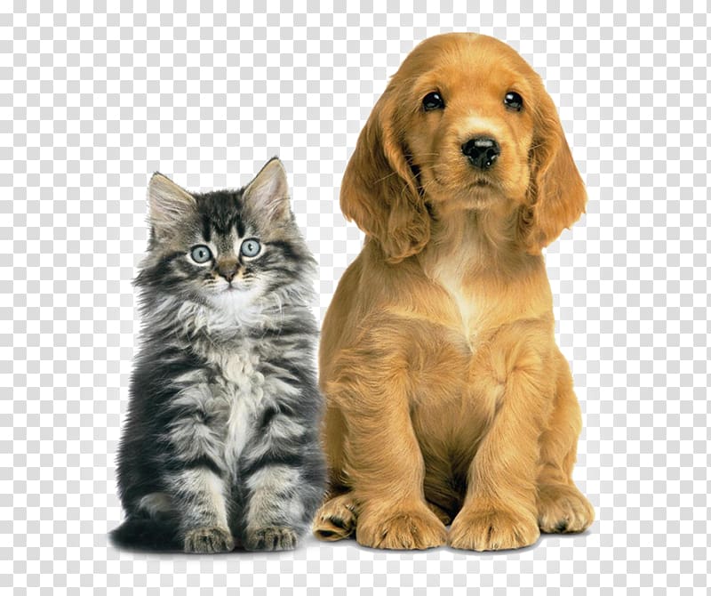 Dog Cat Veterinarian Pet PAAS Vinita, Dog transparent background PNG clipart