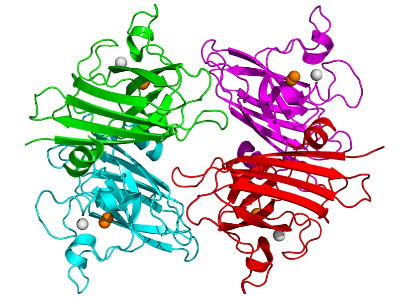 Superoxide dismutase Enzyme SOD1 Disproportionation, E Coli Cartoon transparent background PNG clipart