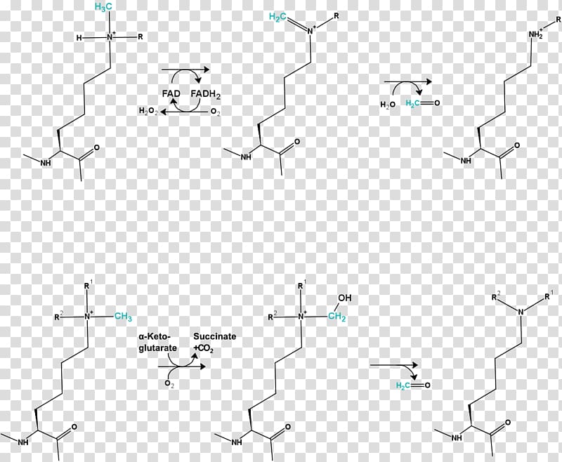 Demethylation DNA methylation Histone methylation, Mechanism transparent background PNG clipart