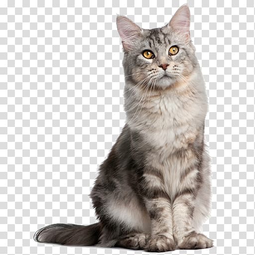 Pet sitting Dog Norwegian Forest cat Breed, Dog transparent background PNG clipart