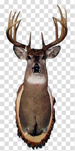 Elk Deer, deer transparent background PNG clipart