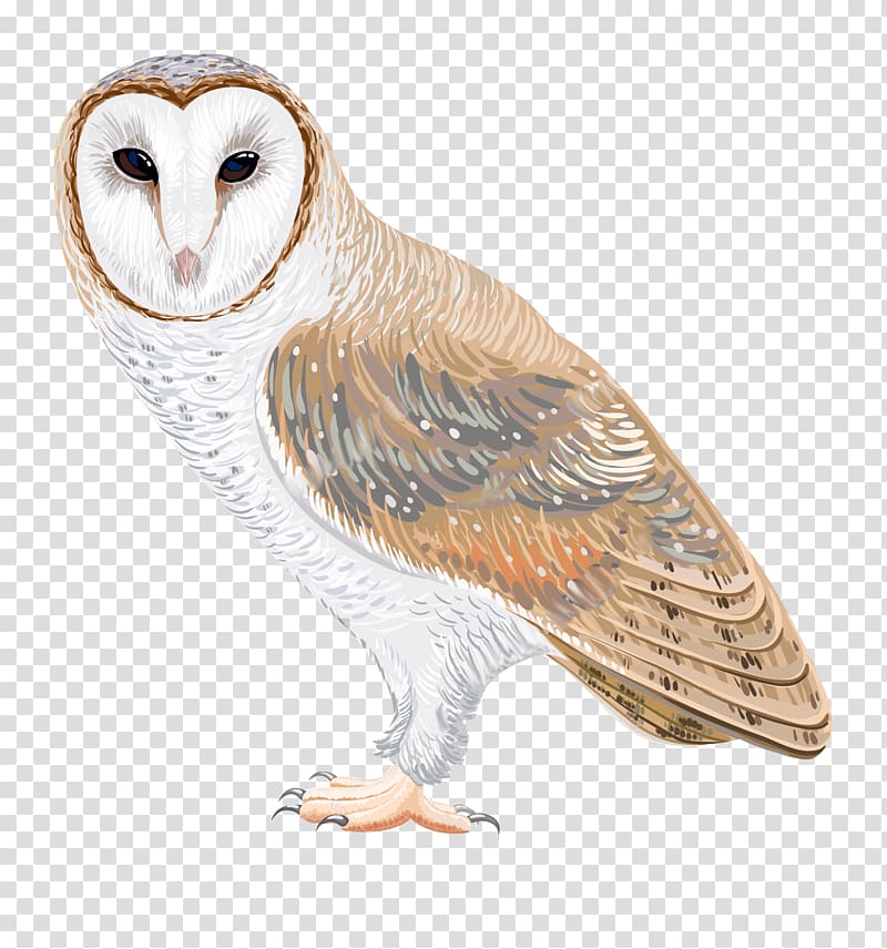 Barn owl Drawing , watercolor owl transparent background PNG clipart