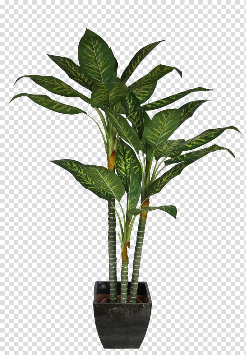 green dumb cane plant in black pot, Dracaena fragrans Houseplant Interior Design Services, potted plant transparent background PNG clipart