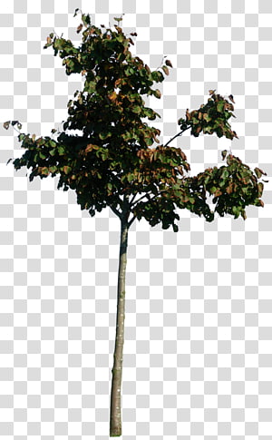 Twig Tree, tree transparent background PNG clipart thumbnail