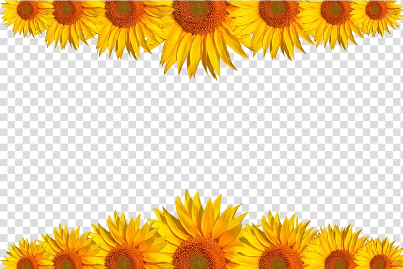 sunflower margin , Common sunflower Computer file, sunflower,background transparent background PNG clipart