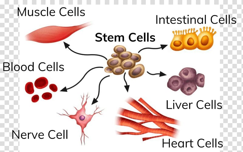Adult stem cell Stem-cell therapy Induced pluripotent stem cell, others transparent background PNG clipart