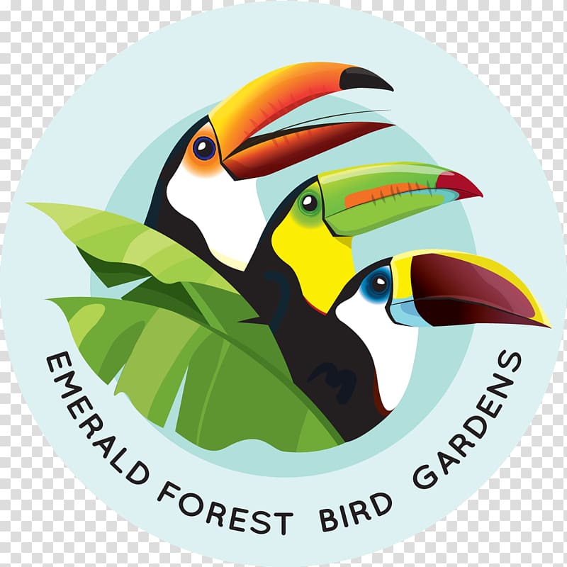 Emerald Forest Bird Gardens Beak Aracari Animal, toucan transparent background PNG clipart