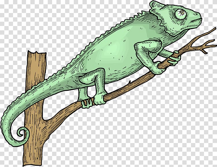 Lizard Chameleons Green iguana Reptile , lizard transparent background PNG clipart