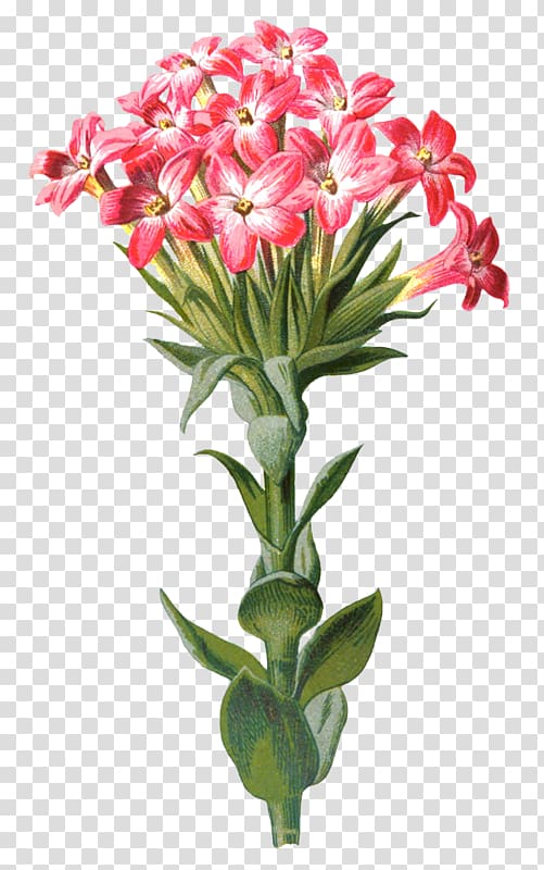 Floral design Familiar garden flowers Nosegay Cut flowers, flower transparent background PNG clipart