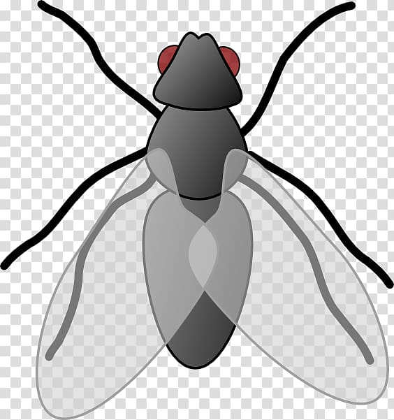 Desktop Fly , fly transparent background PNG clipart