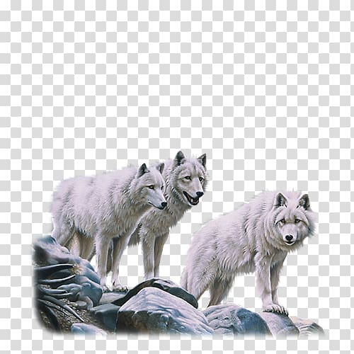 Alaskan tundra wolf Dog Arctic wolf Red deer Pack, Dog transparent background PNG clipart