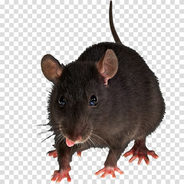 Brown rat Mouse Rodent , rat transparent background PNG clipart