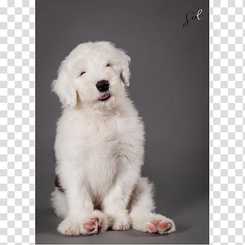 Goldendoodle Old English Sheepdog Komondor Polish Tatra Sheepdog Kuvasz, Ghandi transparent background PNG clipart