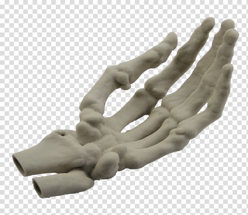 Hand model Finger Human skeleton, hand transparent background PNG clipart