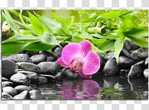 Flower Rock Zen Pebble, flower transparent background PNG clipart thumbnail