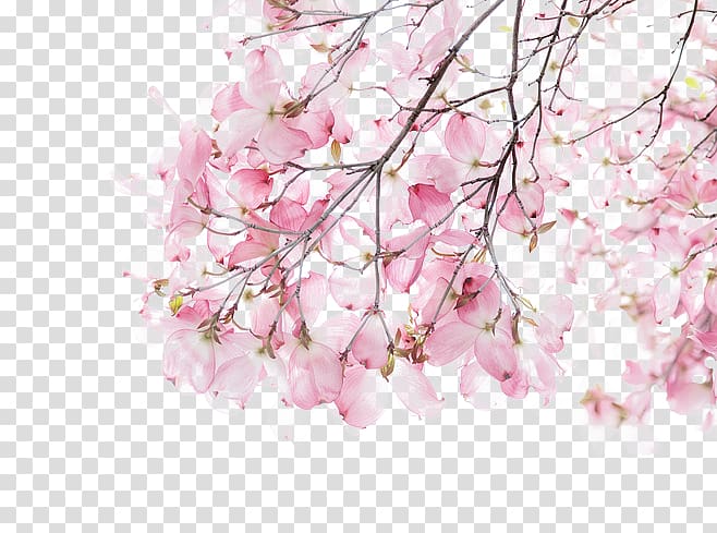cherry blossom tree, Watercolor painting Illustration, Cherry blossoms transparent background PNG clipart
