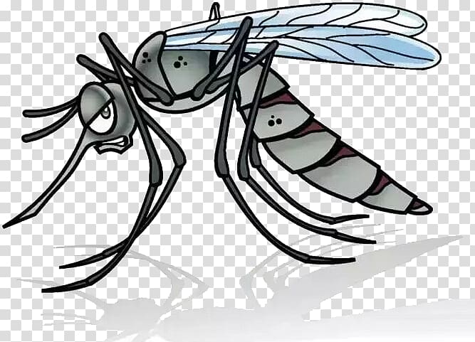 Mosquito Cartoon Illustration, A mosquito transparent background PNG clipart