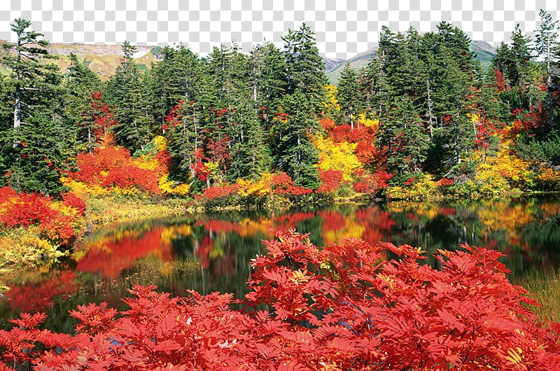 Daisetsuzan National Park Autumn leaf color High-definition television , Daisetsuzan National Park autumn transparent background PNG clipart