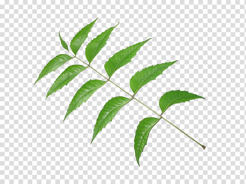 Neem Tree Neem oil Leaf Pimenta racemosa, Leaf transparent background PNG clipart