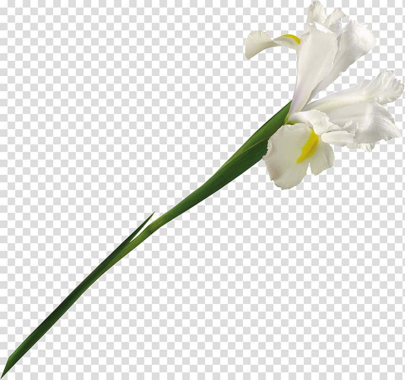 , Plant flowers plants flower material,Beautifully white bouquet transparent background PNG clipart